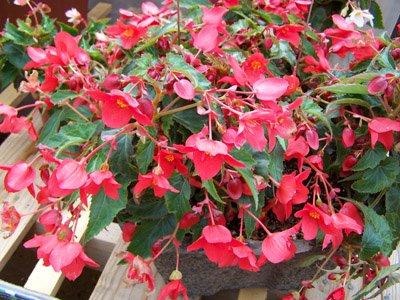 B. ‘Beaucoup Red’